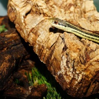 后场中英文商业Club实用 - My Heart Will Go On DJTONG EDIT