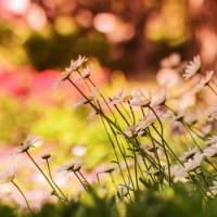 后场中英文商业Club实用 - Ruckus